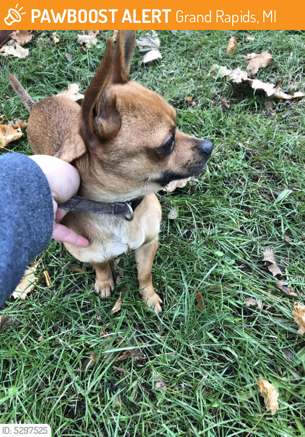 Found/Stray Dog in Grand Rapids, MI 49503 (ID 5297525