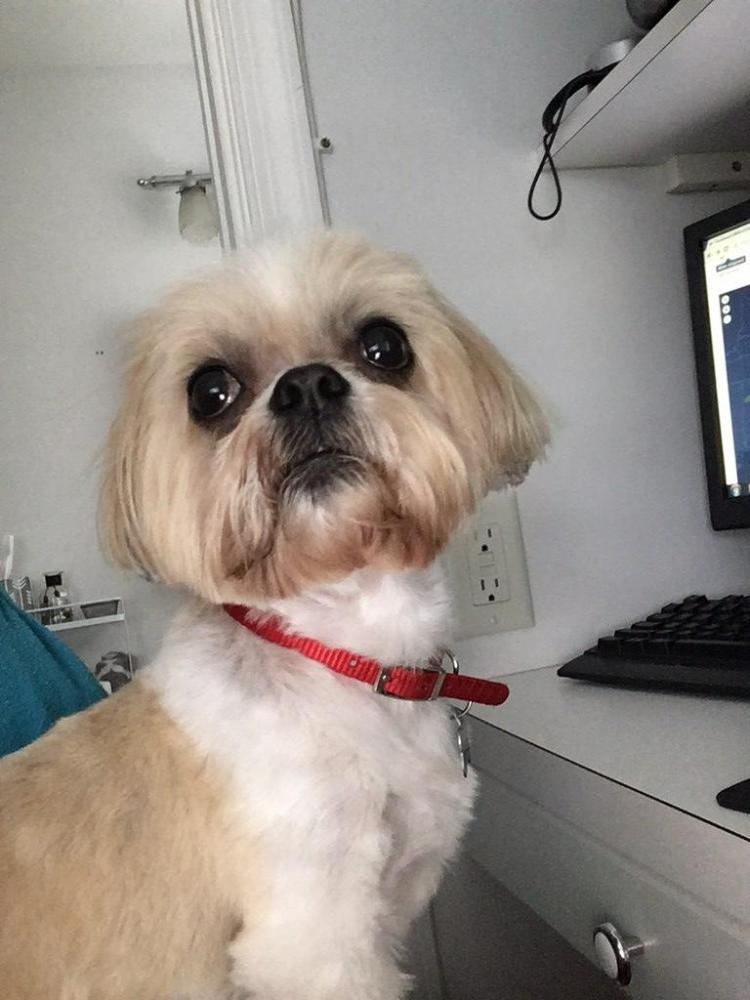 lost dog broward county lost dog broward county