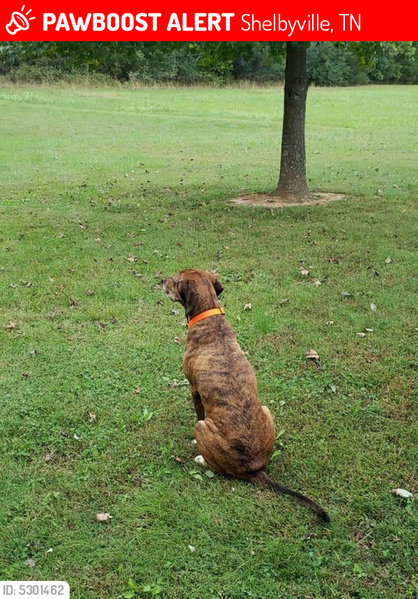 Lost Male Dog in Shelbyville, TN 37160 Named Remy (ID 5301462) PawBoost