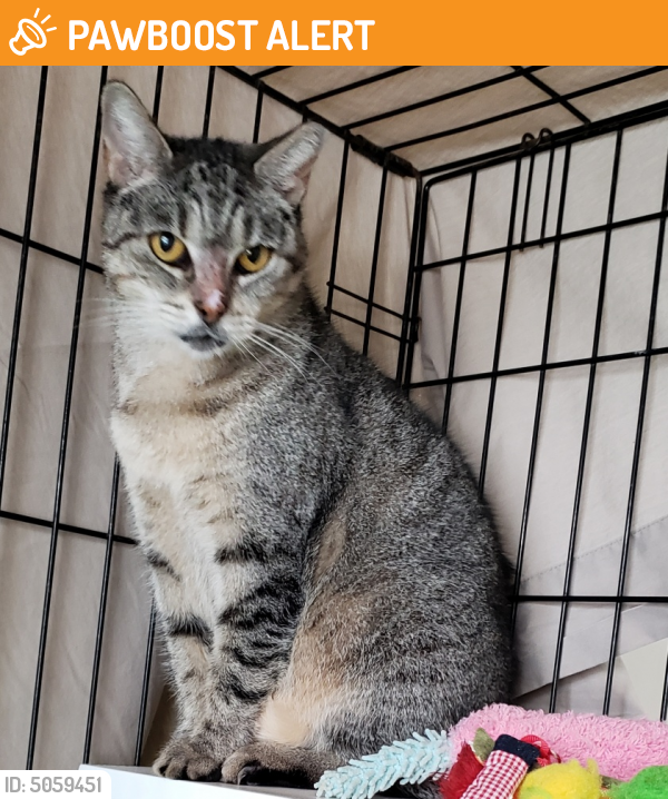 Rehomed Female Cat in North Fort Myers, FL 33903 (ID 5059451) PawBoost