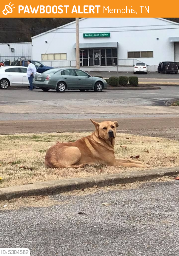 Found/Stray Female Dog in Memphis, TN 38133 (ID 5304582) PawBoost