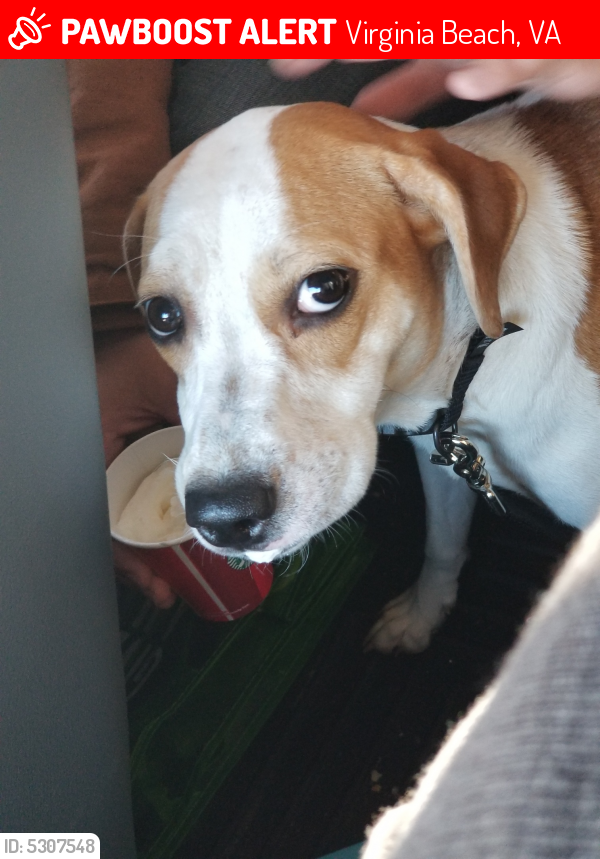 Lost Female Dog in Virginia Beach, VA 23453 Named Lucy (ID 5307548