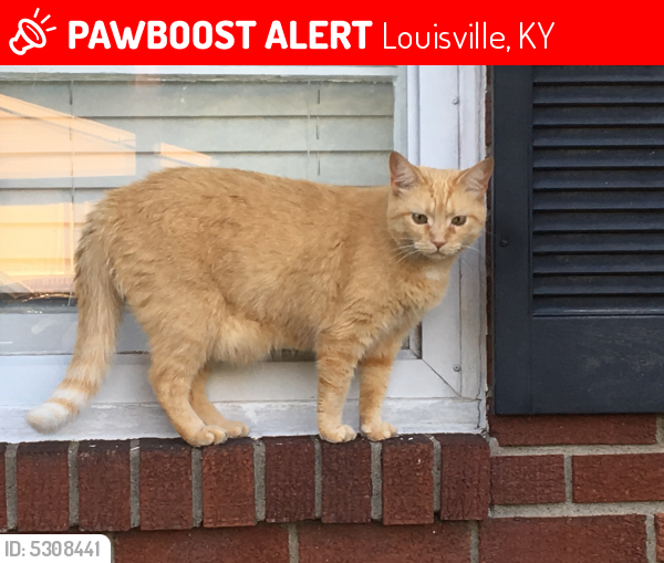 Lost Female Cat In Louisville Ky 40211 Named Kitty Yo Id Free Download Nude Photo Gallery