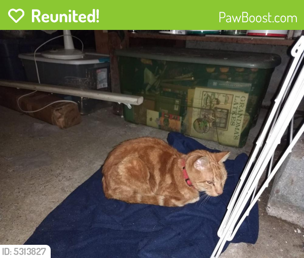 Reunited Male Cat  in Olympia  WA  98501 ID 5313827 