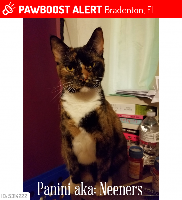 Lost Female Cat  in Bradenton  FL  34205 Named Panini ID 