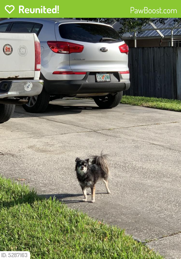 Reunited Dog in Port St. Lucie, FL 34953 (ID 5287163) PawBoost