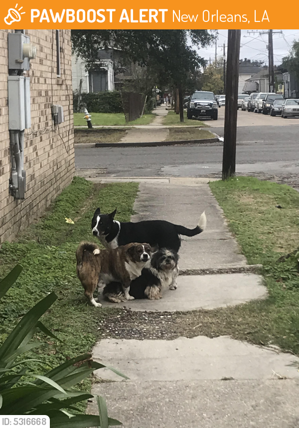 Found/Stray Dog in New Orleans, LA 70113 (ID 5316668) PawBoost