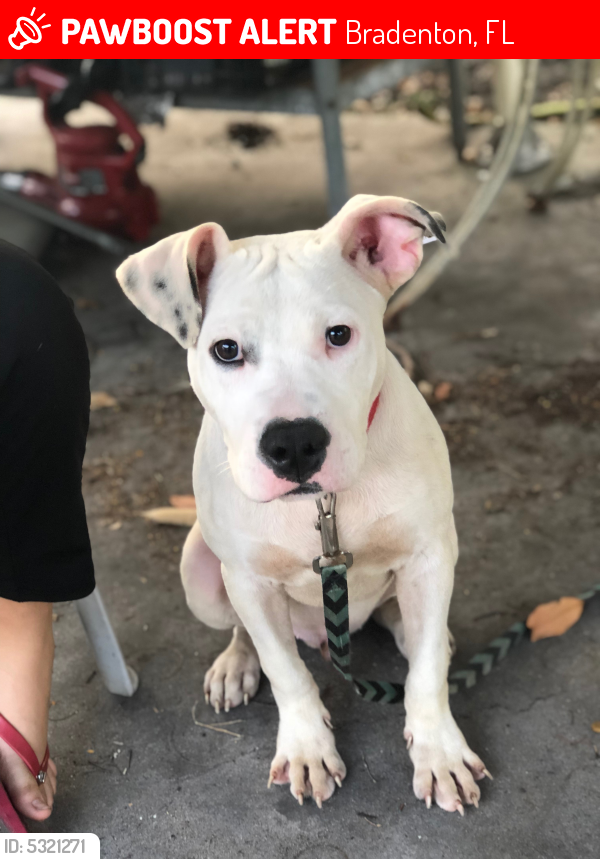 Lost Male Dog in Bradenton, FL 34205 Named Kaine (ID 5321271) PawBoost