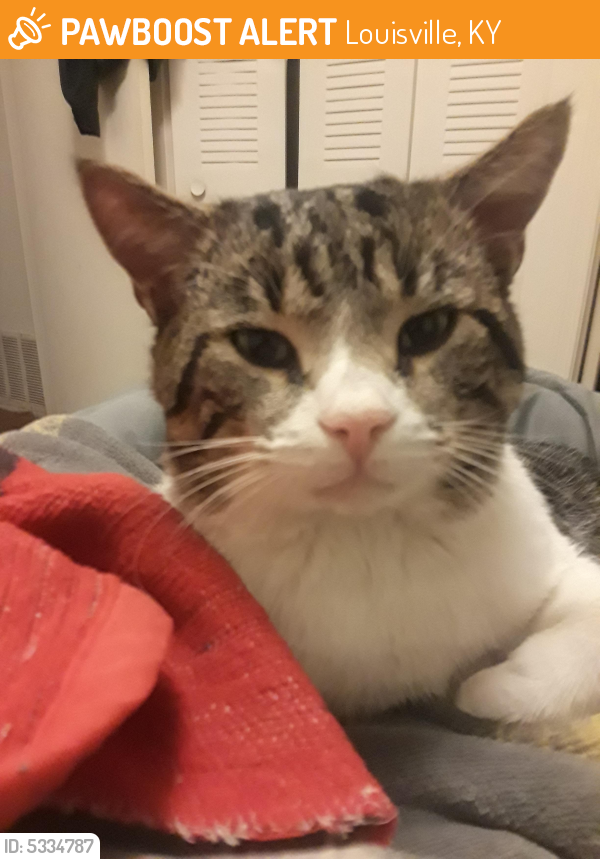 Found/Stray Male Cat in Louisville, KY 40219 (ID: 5334787) | PawBoost