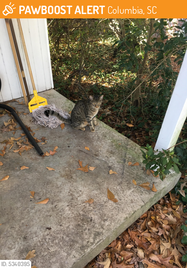 Found/Stray Male Cat in Columbia, SC 29205 (ID 5340395) PawBoost