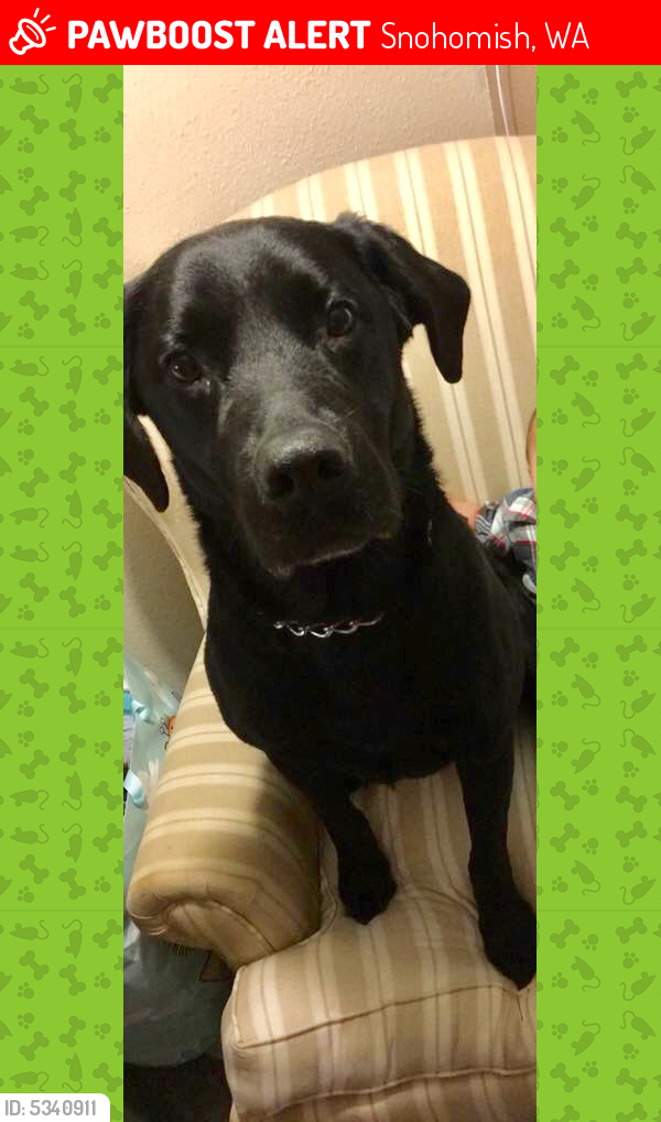 Lost Male Dog in Snohomish, WA 98290 Named Sam (ID: 5340911) | PawBoost