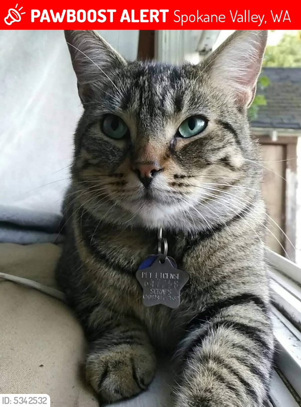 Lost Male Cat in Spokane Valley, WA 99206 Named Milburt (ID 5342532