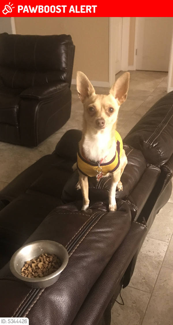 Lost Male Dog in San Bernardino County, CA 92415 Named Bambi (ID