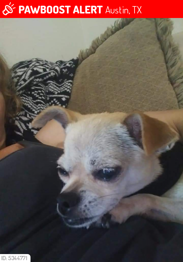 Lost Female Dog in Austin, TX 78704 Named Willow (ID 5344771) PawBoost