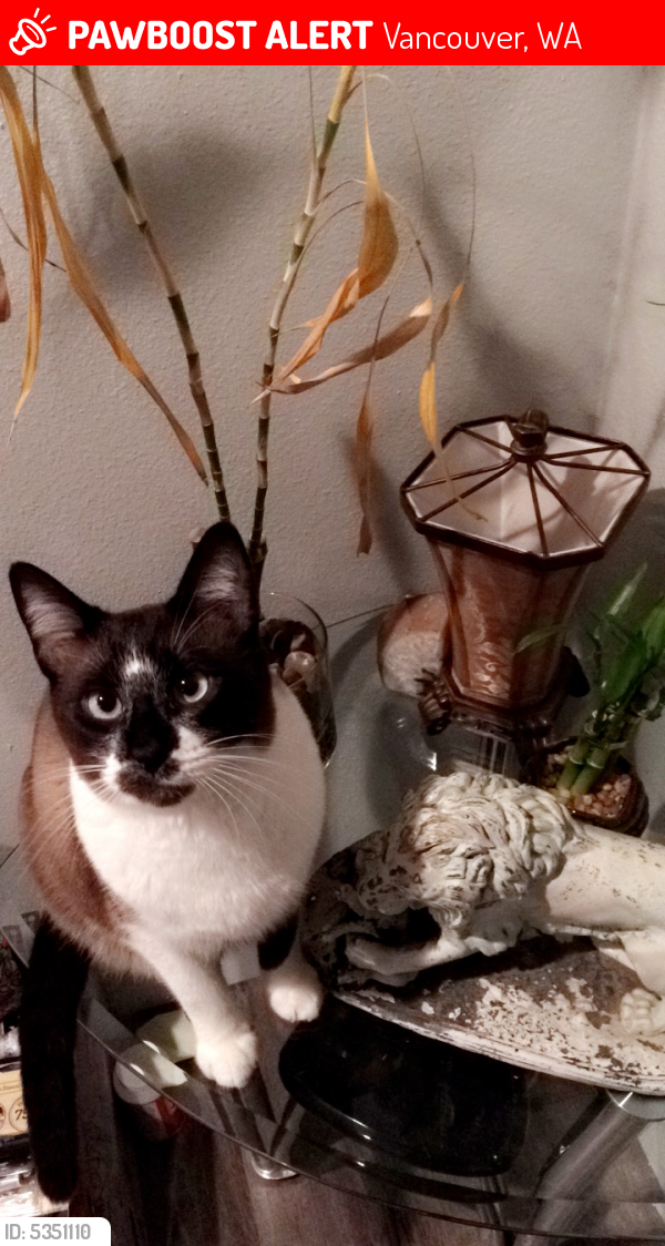 Lost Male Cat in Vancouver, WA 98661 Named Shadow (ID 5351110) PawBoost