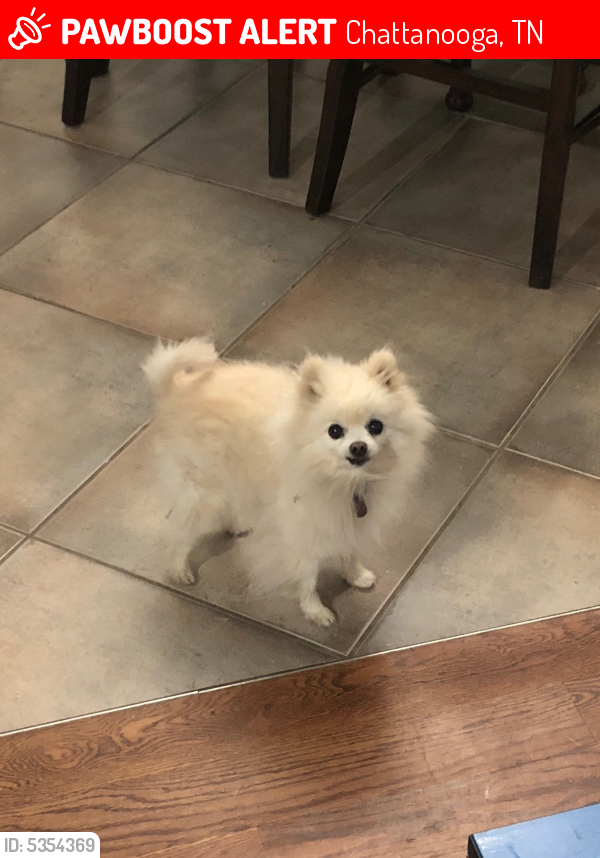 Lost Female Dog in Chattanooga, TN 37421 Named Bella (ID 5354369