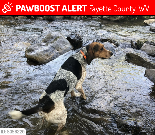 Lost Male Dog in Fayette County, WV 25840 Named Copper (ID 5356220