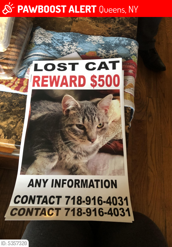 Lost Female Cat In Queens, Ny 11418 Named Brownie (id: 5357320) 