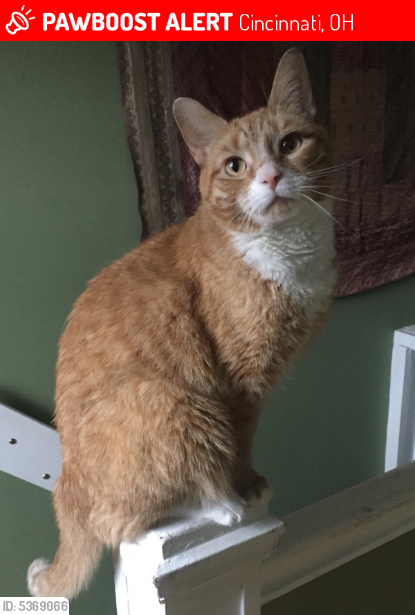 Lost Male Cat in Cincinnati, OH 45219 Named Atticus (ID: 5369066 ...