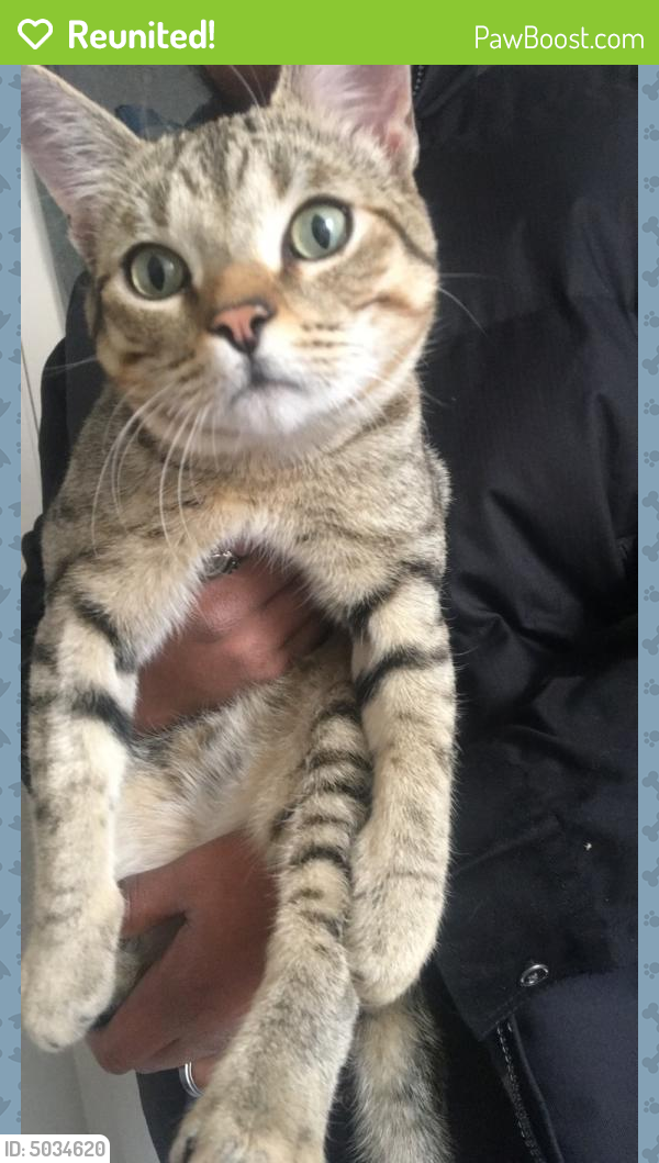 Reunited Male Cat in Midland, TX 79707 (ID 5034620) PawBoost