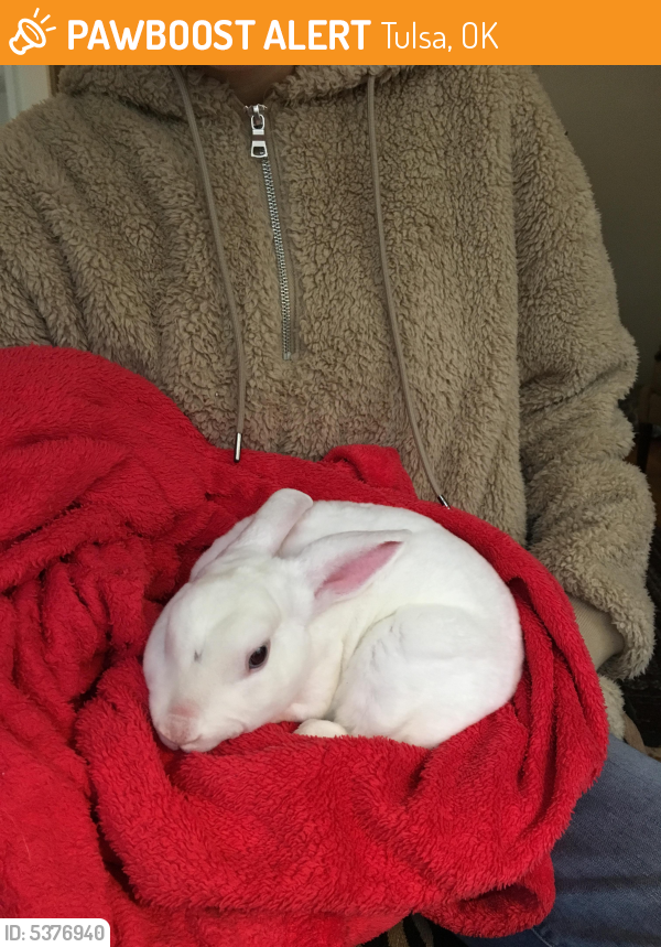 Found/Stray Rabbit in Tulsa, OK 74112 (ID 5376940) PawBoost