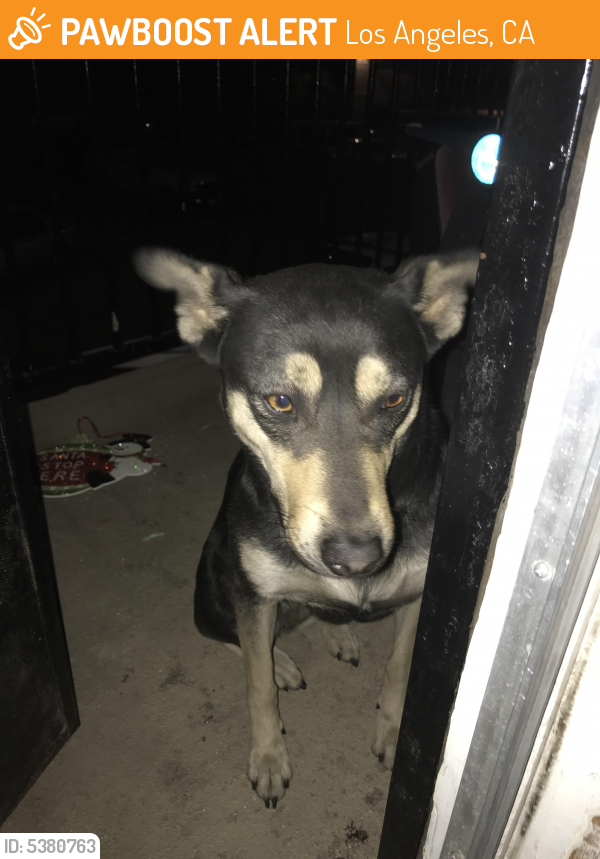 Found Stray Dog In Los Angeles CA 90002 ID 5380763 PawBoost found-stray-dog-in-los-angeles-ca-90002-id-5380763-pawboost