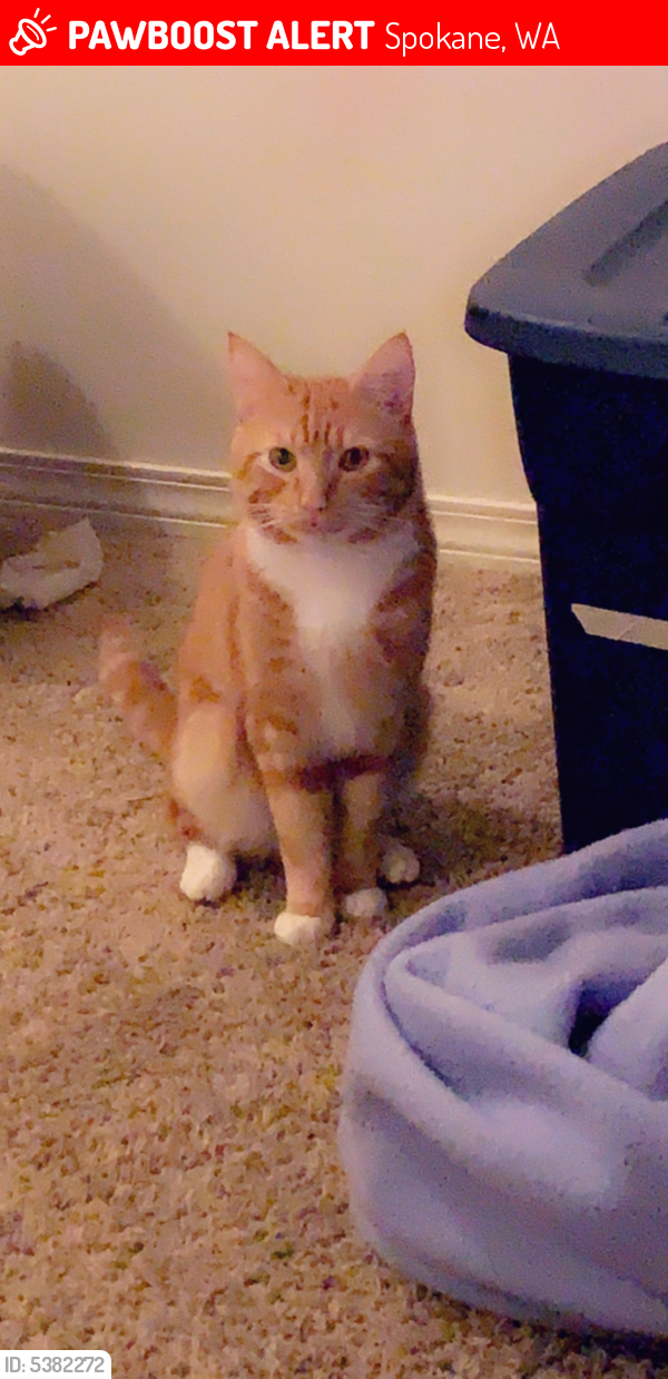 Lost Male Cat in Spokane, WA 99212 Named Socks (ID 5382272) PawBoost