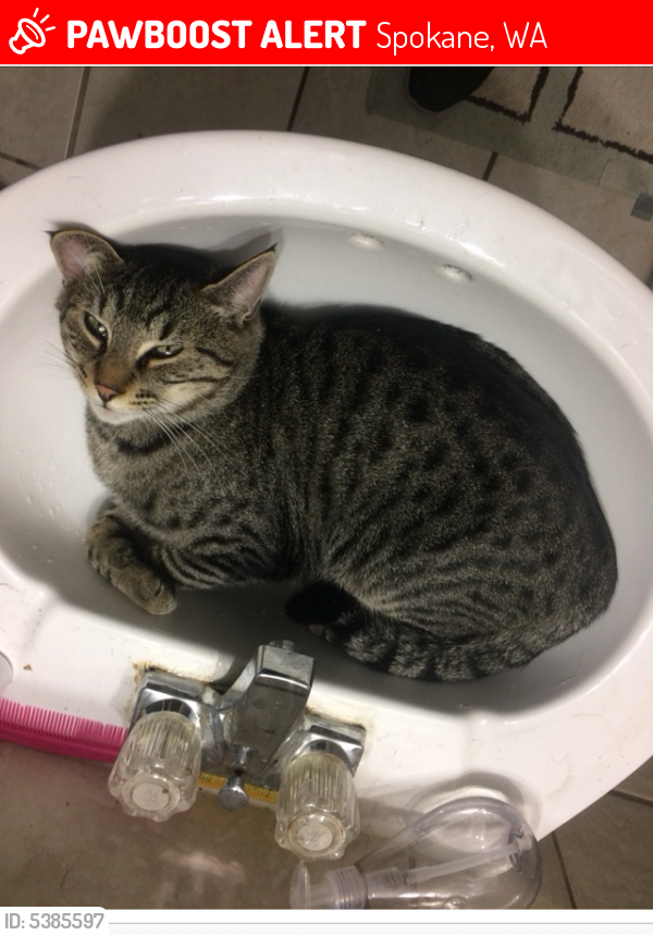 Lost Male Cat in Spokane, WA 99201 Named Shithead (ID 5385597) PawBoost
