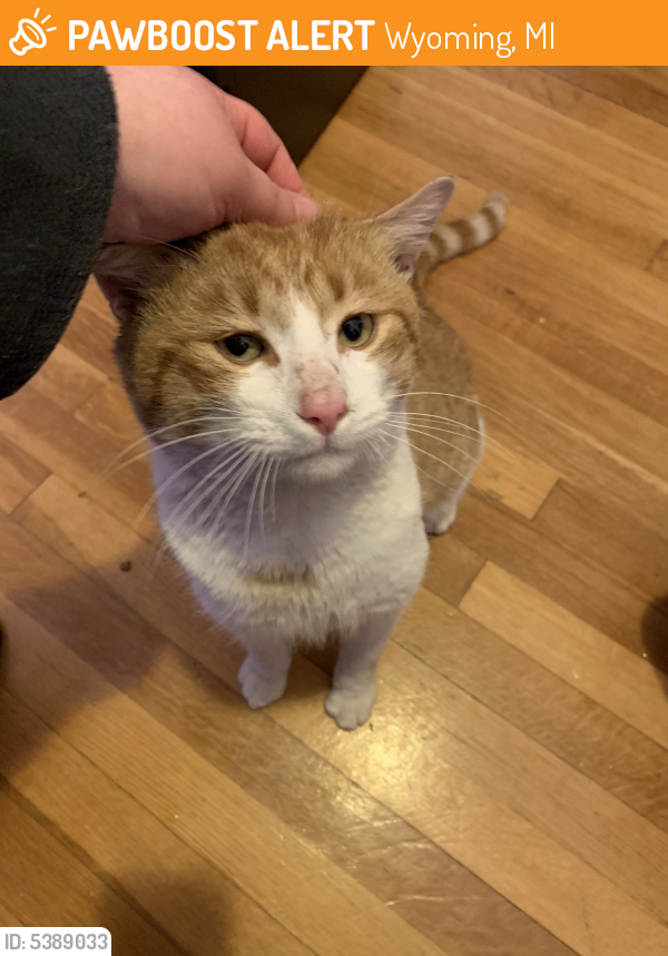 Rehomed Male Cat in Wyoming, MI 49509 (ID 5389033) PawBoost
