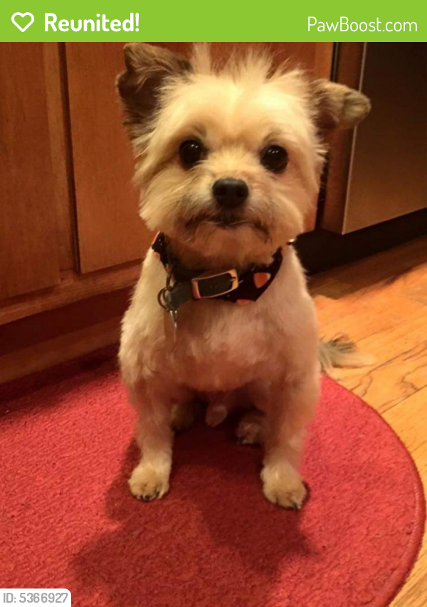 Reunited Male Dog in Dover, DE 19934 (ID 5366927) PawBoost