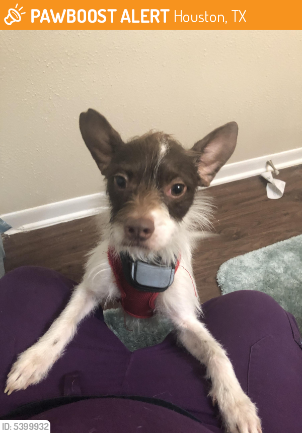 Found/Stray Male Dog in Houston, TX 77065 (ID 5399932) PawBoost
