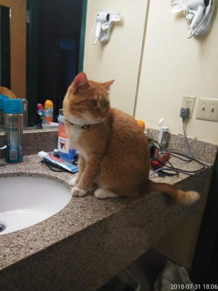 Lost & Found Dogs, Cats, and Pets in Cape Coral, FL 33909 Page 1