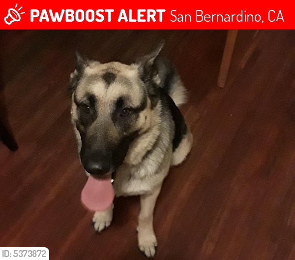 Lost Male Dog in San Bernardino, CA 92405 Named Lucky (ID: 5373872