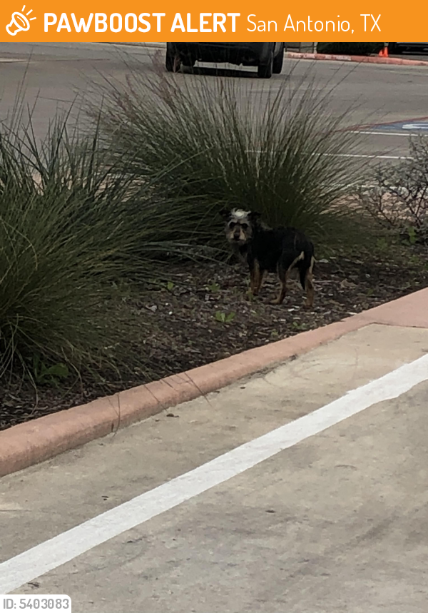 Found/Stray Male Dog in San Antonio, TX 78230 (ID 5403083) PawBoost
