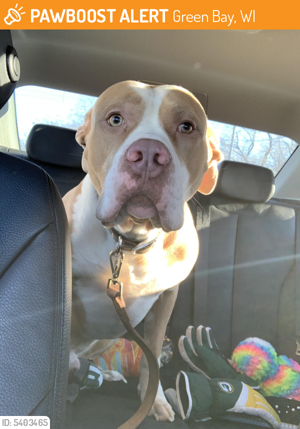 Surrendered Dog in Green Bay, WI 54311 (ID 5403465) PawBoost