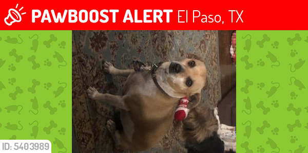 Lost Male Dog in El Paso, TX 79902 Named BUZZ (ID: 5403989 ...