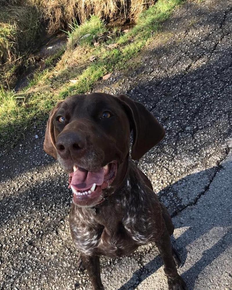 Lost & Found Dogs, Cats, and Pets in West Virginia 26505 Page 1