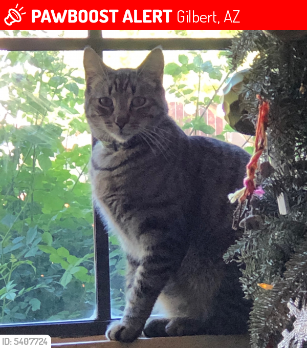 Lost Male Cat in Gilbert, AZ 85233 Named Mitch (ID 5407724) PawBoost