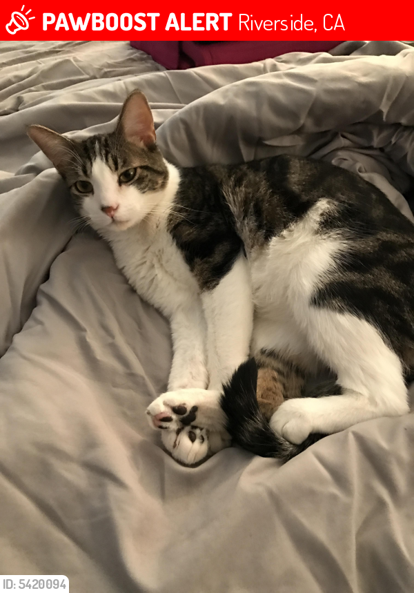 Lost Male Cat in Riverside, CA 92504 Named Drew (ID 5420094) PawBoost