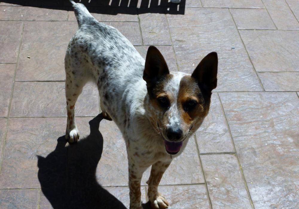 Lost & Found Dogs, Cats, and Pets in Roanoke, VA 24018 Page 1 PawBoost