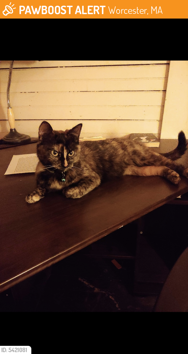 Found/Stray Female Cat in Worcester, MA 01610 (ID 5421081) PawBoost