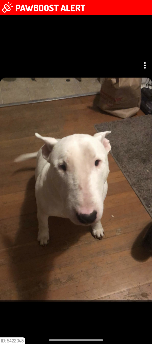 Lost Male Dog in Snohomish County, WA 98290 Named Ghost (ID: 5422345) | PawBoost