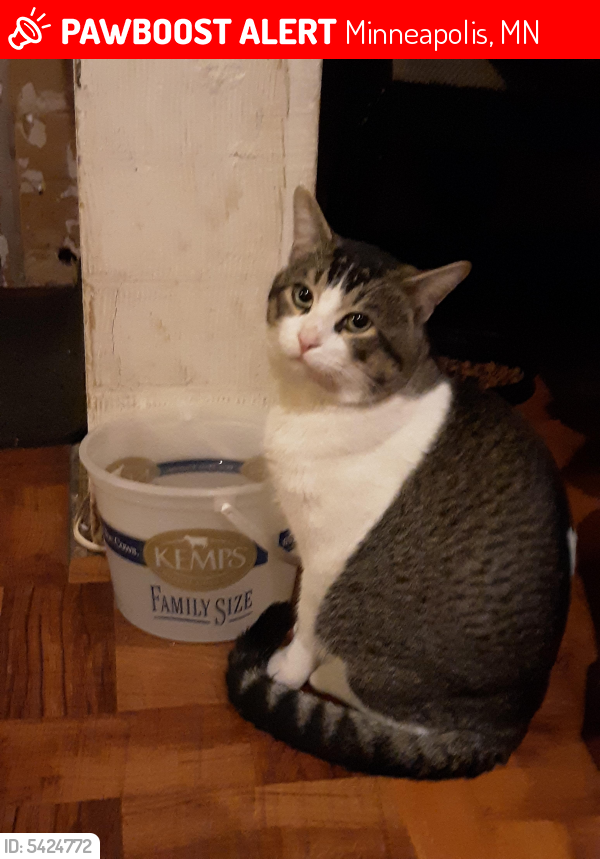 Lost Male Cat in Minneapolis, MN 55406 Named Mr. Mittens (ID 5424772