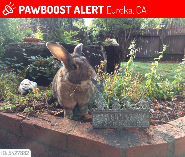 Lost Male Rabbit in Eureka, CA 95501 Named Honey B (ID 5427882) PawBoost