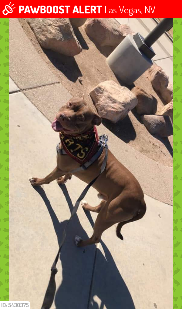 Lost Male Dog in Las Vegas, NV 89110 Named Spaz (ID: 5430375) | PawBoost