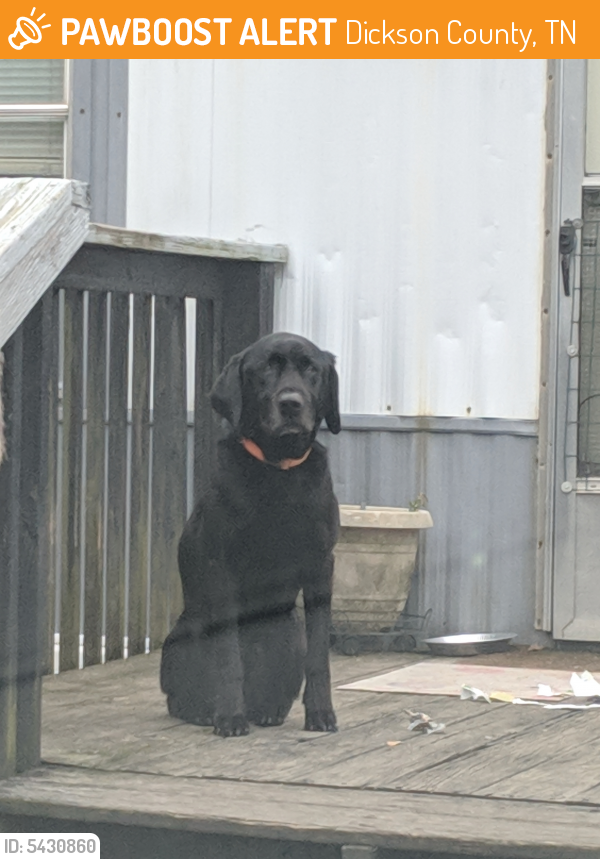 Found/Stray Male Dog in Dickson County, TN 37029 (ID 5430860) PawBoost
