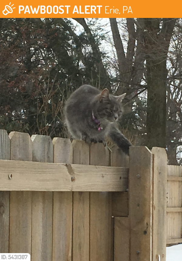 Found/Stray Female Cat in Erie, PA 16508 (ID 5431307) PawBoost