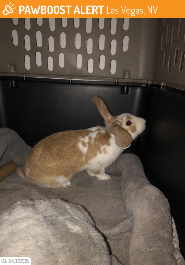 Found/Stray Rabbit in Las Vegas, NV 89119 (ID 5432235) PawBoost