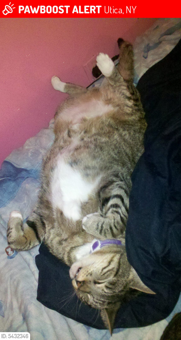 Lost Male Cat in Utica, NY 13501 Named Tiger (ID 5432346) PawBoost