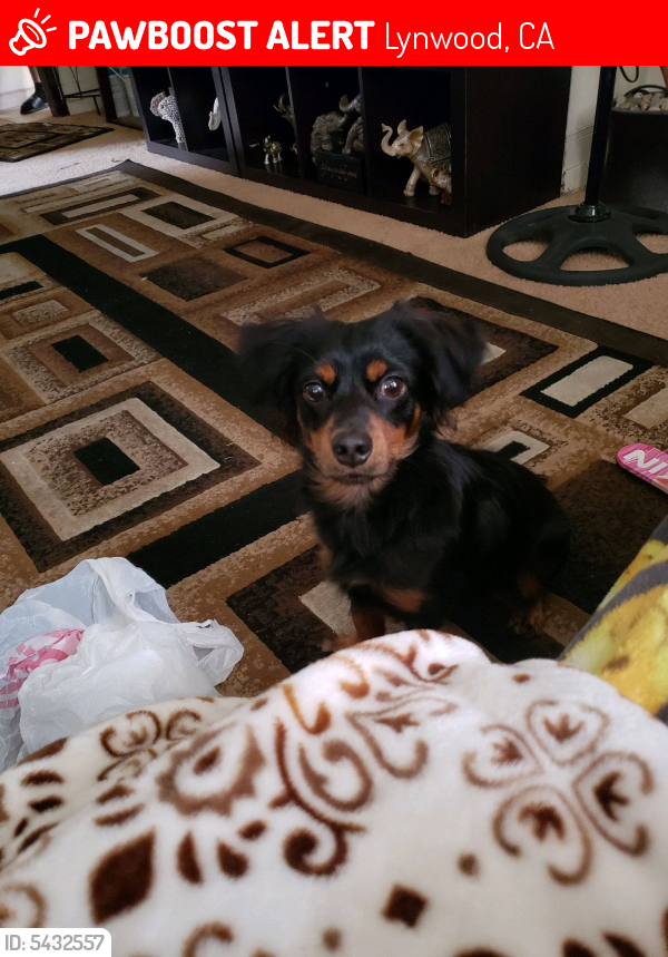 lost a dog called bear